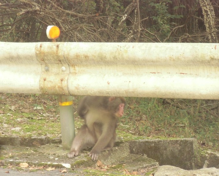 猿 بحث في تويتر