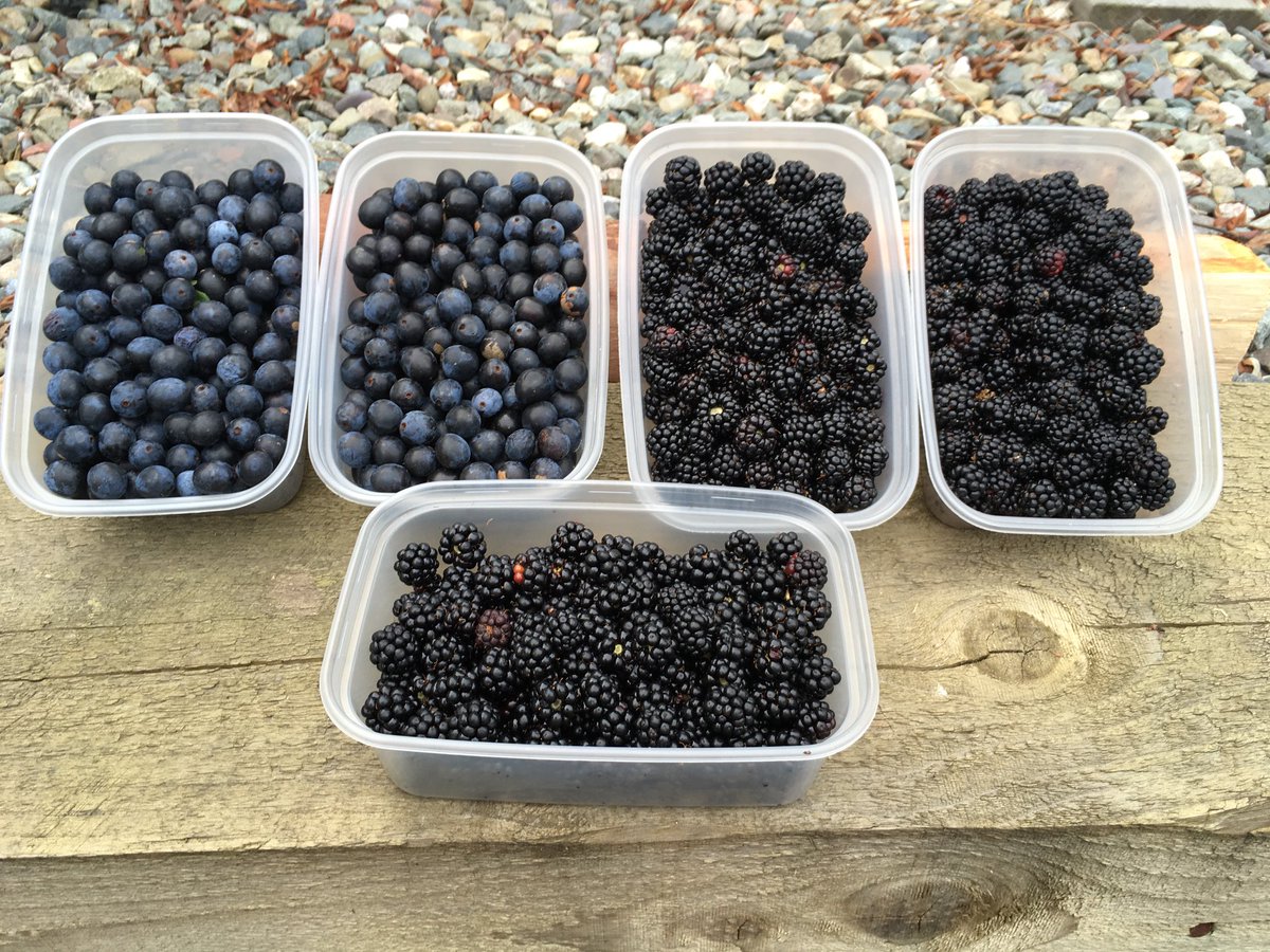 1MaryMoran's tweet photo. What a great end to the week on 2 very different beaches! A fab time with the team using one of our #LivToGive volunteering days to beach clean; and foraging at the seaside over the weekend. #wellbeing https://t.co/OwDoZKfZWq