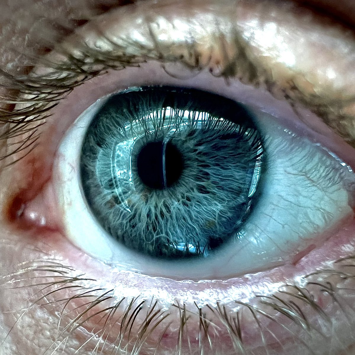 My eye, iPhone 13 Pro macro mode absolutely blowing my mind. Straight out of camera, no edits. I mean…🤯