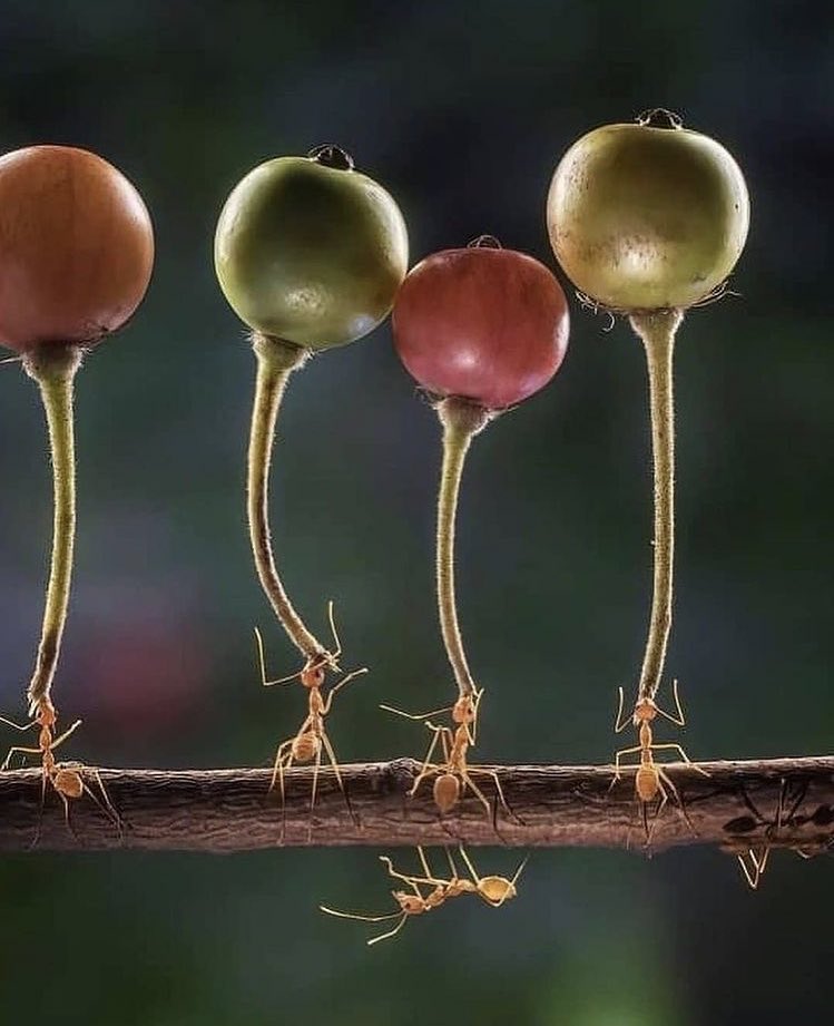 ‘Grape Lifters’

Pic: ig animalsonplanet_ #magical #life ❣️