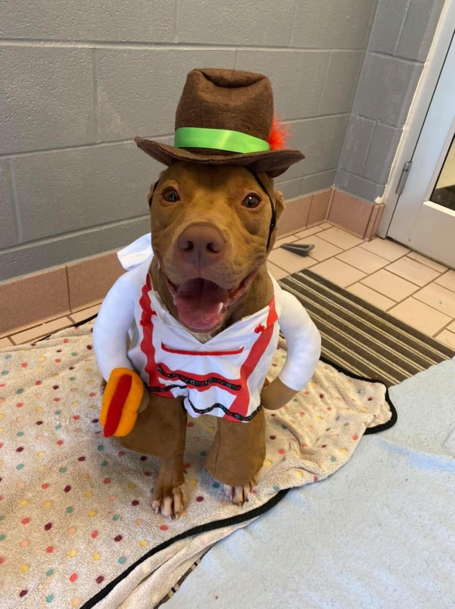CuyahogaDogs's tweet photo. Oktoberfest in Germany might have been cancelled, but that doesn’t mean I can’t celebrate with a bratwurst. So break out your lederhosen and dirndls and get down here to adopt me before the beer runs out!

🍻 Deeno 🍻 

#CCASDailyDog #cuyahogadogs #chewsadoption #adoptme https://t.co/6H5inu2mnl