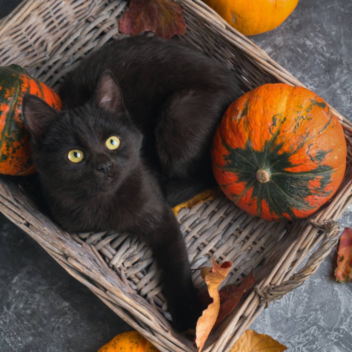 JenaC2's tweet photo. No time to be here much… Just saying hello to everyone 🧚🏻😉🎃👻🍁 #HappyFall2021 🐈🎃🍁 https://t.co/lmUkvp7d64