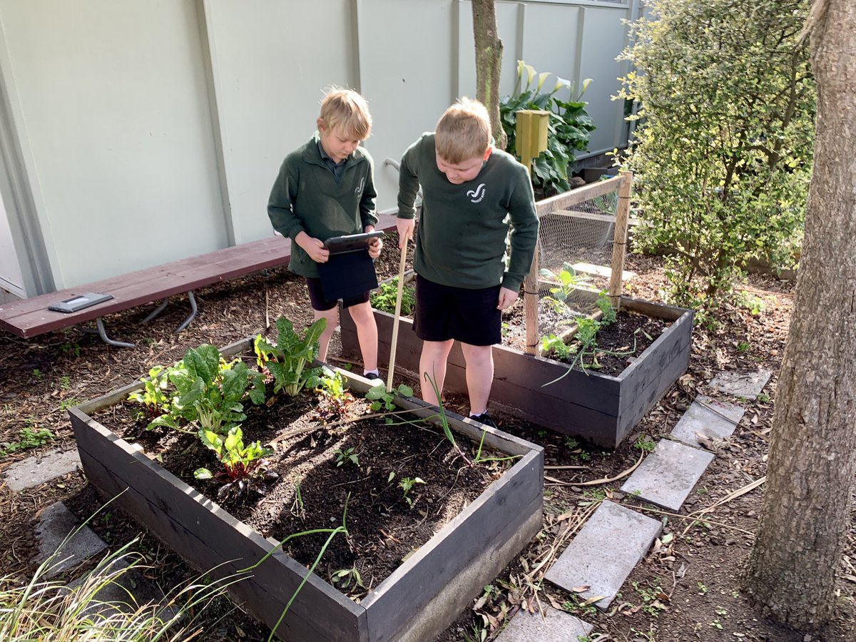 BromleyKoru1's tweet photo. We have been collating the measurement data we have collected in our garden diaries over the year. This morning we interpreted line graph samples together and will be interpreting our own line graphs independently to find out what stories they might tell #bromleyschoolnz https://t.co/dfbBtnb96H