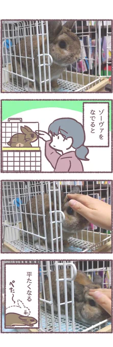 ウサギあるある 