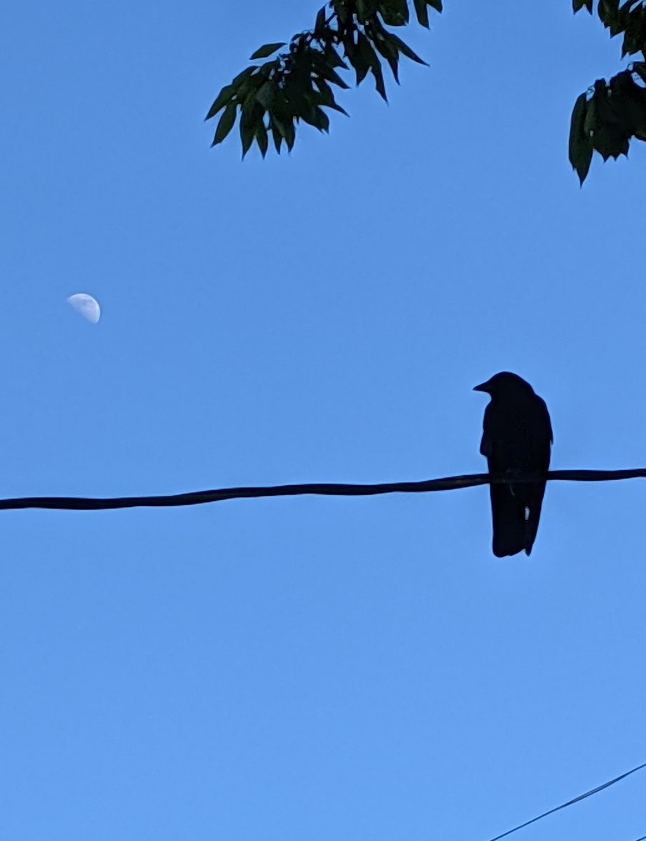 Anne Hawley 🖤🩶🤍💜 tweet media