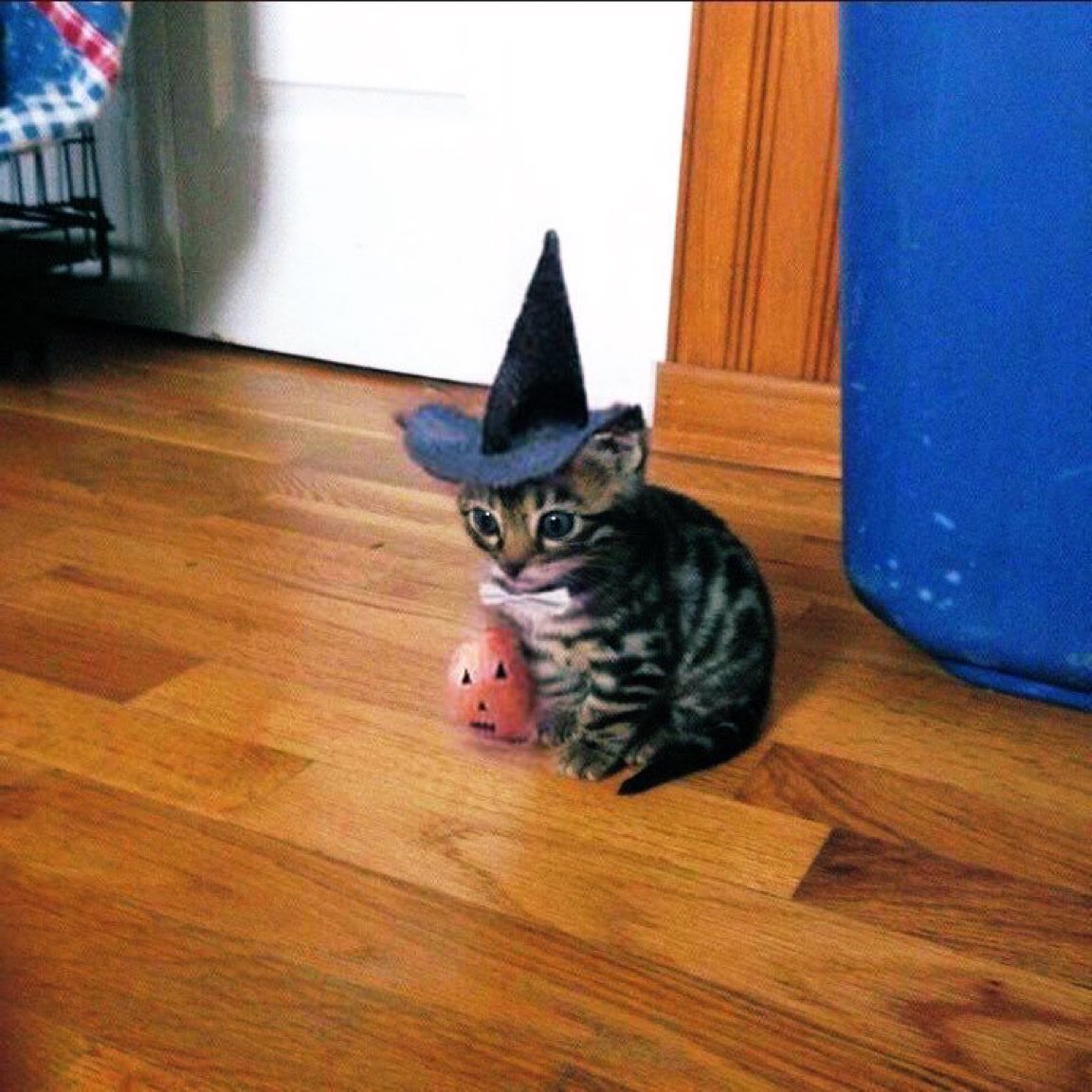 kapebeansies tweet picture