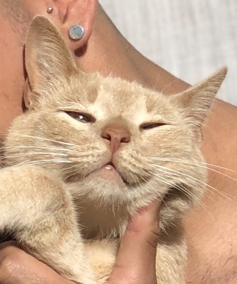 Matird97's tweet image. Mimingi arto como el michi.
#Shitspot