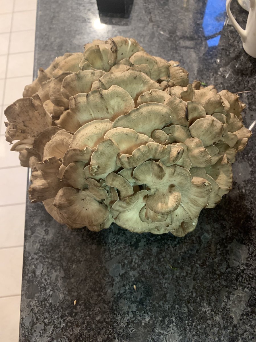 ShawnaMalkoff's tweet photo. #maitake #tastyhobby https://t.co/MC3o2SyOls