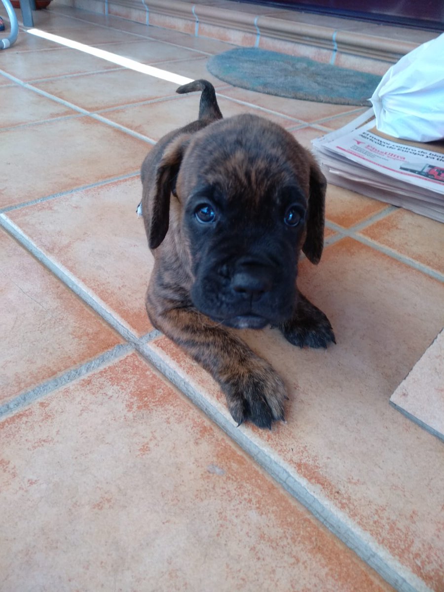MJPinga's tweet photo. @vlmvrc @DiianaLadron Le mandé a mi padre estos tweets y hoy me ha dado la sorpresa, me ha mandado estas fotos y para el puente del Pilar lo va a recoger 😍😍😍😍 https://t.co/58scnIGVaQ