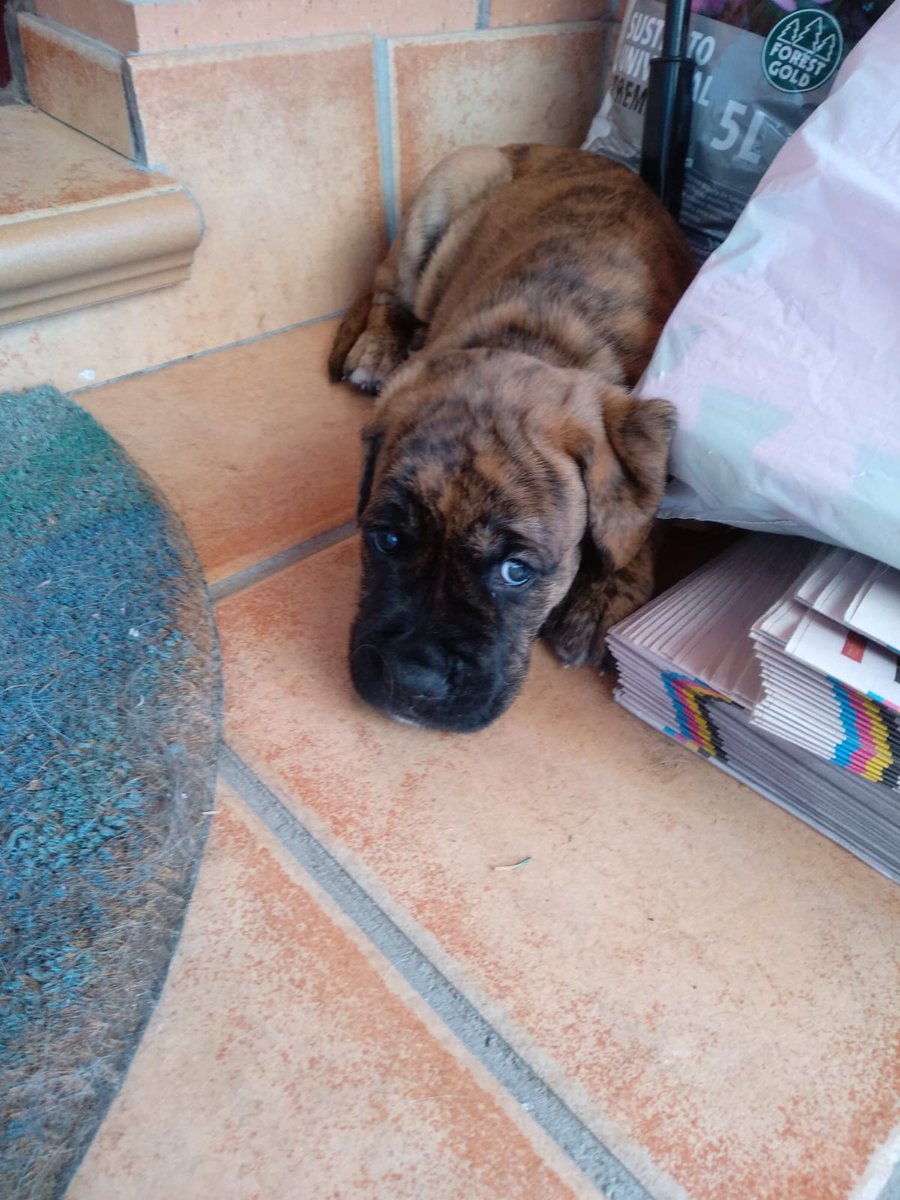 MJPinga's tweet photo. @vlmvrc @DiianaLadron Le mandé a mi padre estos tweets y hoy me ha dado la sorpresa, me ha mandado estas fotos y para el puente del Pilar lo va a recoger 😍😍😍😍 https://t.co/58scnIGVaQ