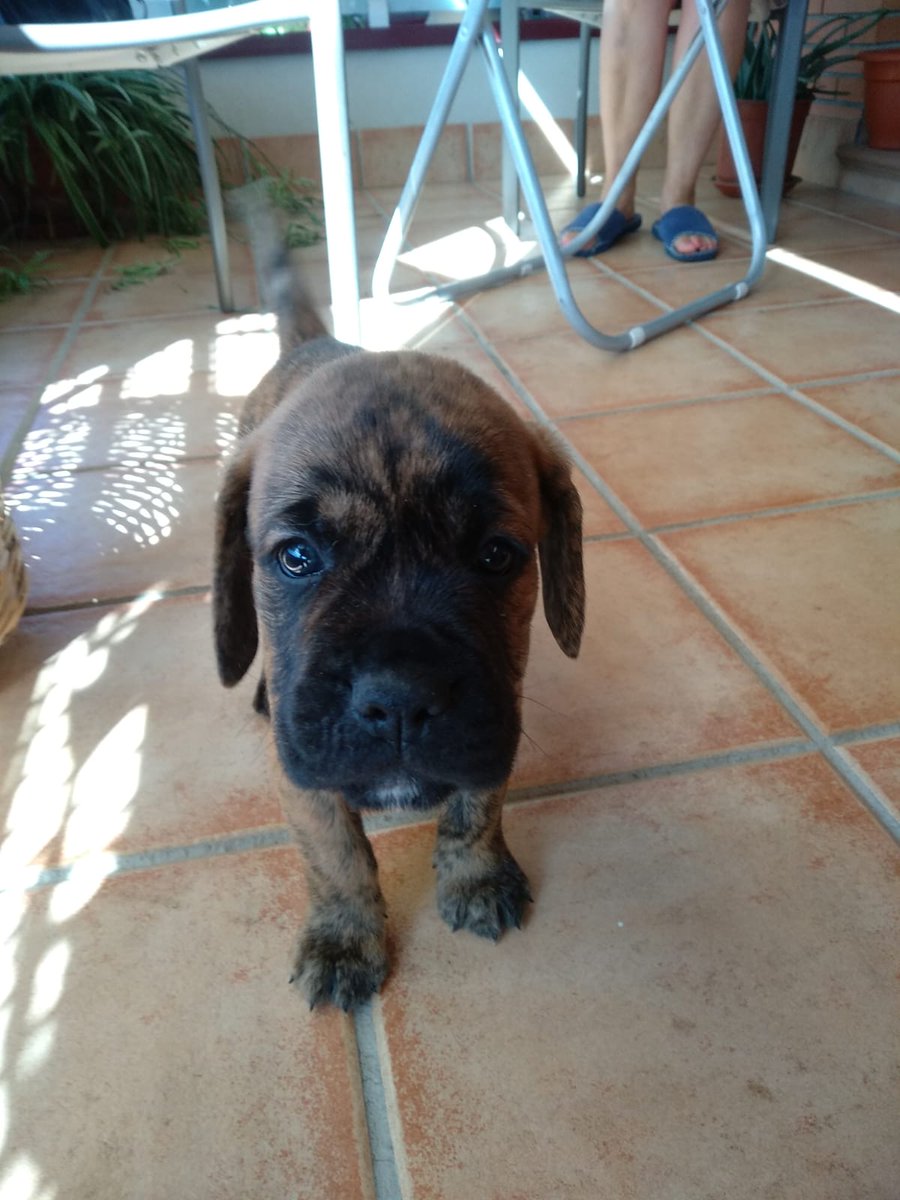 MJPinga's tweet photo. @vlmvrc @DiianaLadron Le mandé a mi padre estos tweets y hoy me ha dado la sorpresa, me ha mandado estas fotos y para el puente del Pilar lo va a recoger 😍😍😍😍 https://t.co/58scnIGVaQ