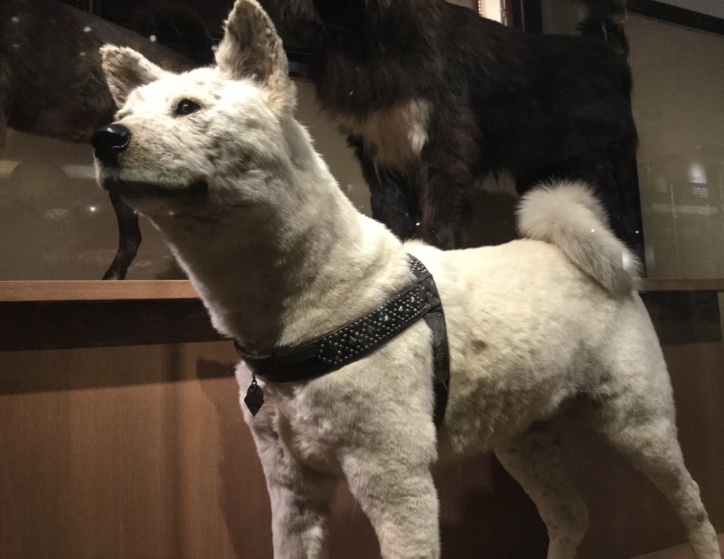 かはく Twitter Search