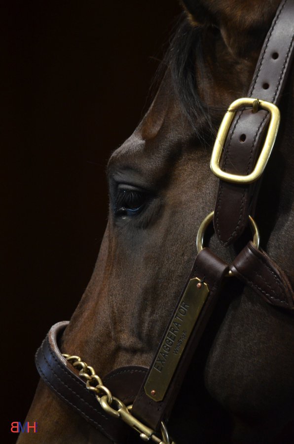PyroisMedia's tweet photo. Exaggerator's Sea Level wins the  E. L. Gaylord Memorial S. at @RemingtonPark. She becomes @WinStarFarm Exaggerator's third stakes winner and eighth stakes performer, a top 10 position among second crop sires in both categories. https://t.co/83EhMtknfK