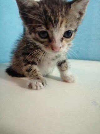 adoptmovement's tweet photo. 🇹🇹 If you’re based in Trinidad &amp; Tobago and you’re able to handle all this cuteness then please contact @o0oMariah if you’re willing and able to adopt this cutie 🥺😻 #adoptdontshop #adopt #aCat #aKitten #aCutie #aDopt https://t.co/gG9MPaat3L