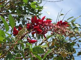 Bucare Anauco  (Erythrina glauca)  también conocido  como BUCARE AMARILLO, recubierto de pelos blancos en el enves de la hoja,  se usa un te medicinal, es el arbol emblematico del Edo. Trujillo