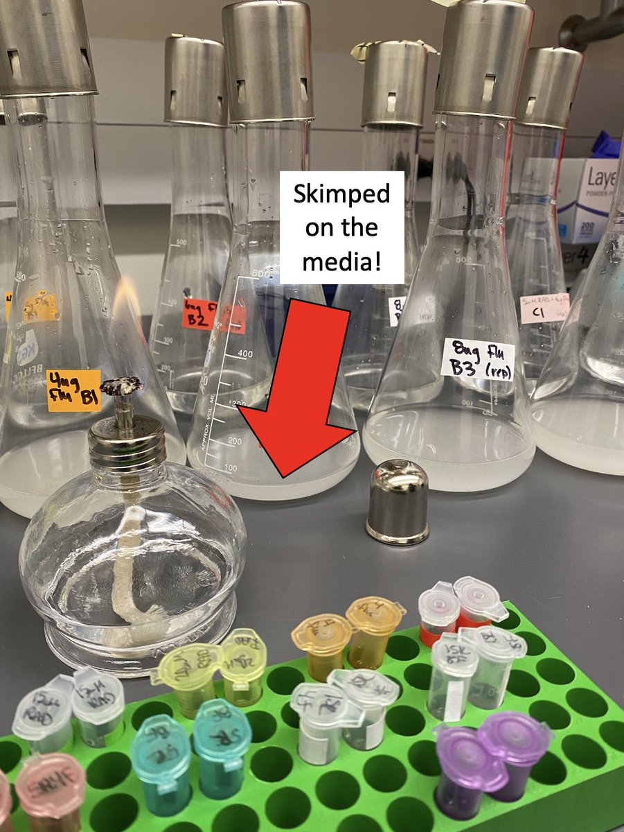 KSamerotte's tweet photo. Oh no, a mistake from my first day back in lab; too little media! What do you think @GrantKinsler @PetrovADmitri Is this as bad as the #PetrovEffect in #1BigBatch? Still 3 timepoints to go! Fortunately @KaraSchmidlin @SamApodaca_ and @dnewell_21 are in charge! #KGSlabEvolves https://t.co/0qj5x4r72s