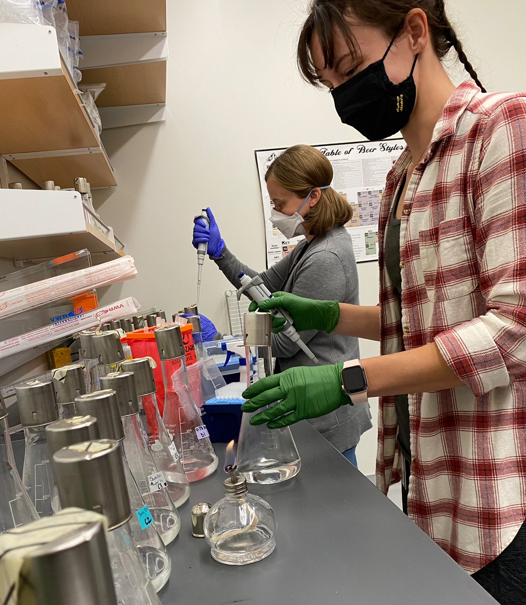 KSamerotte's tweet photo. Oh no, a mistake from my first day back in lab; too little media! What do you think @GrantKinsler @PetrovADmitri Is this as bad as the #PetrovEffect in #1BigBatch? Still 3 timepoints to go! Fortunately @KaraSchmidlin @SamApodaca_ and @dnewell_21 are in charge! #KGSlabEvolves https://t.co/0qj5x4r72s