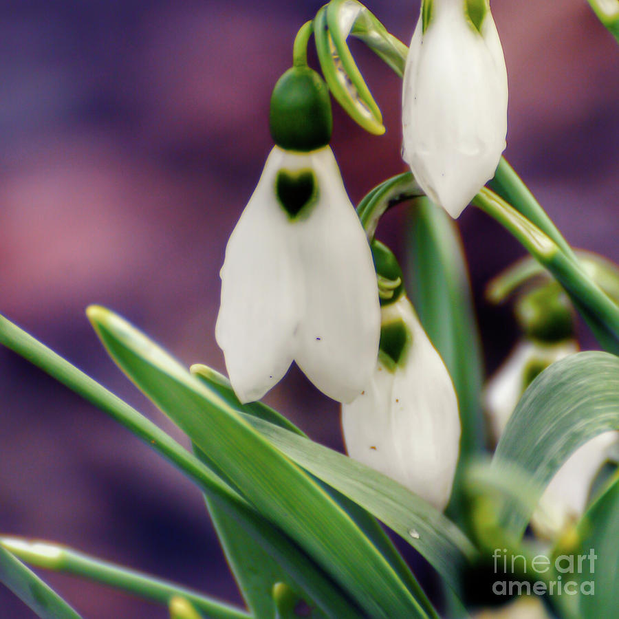 KerriFar's tweet image. Snowdrops - ow.ly/rcuX50FRDeI - #SpringSensations #SpringFlowers #NewRiverNature #FloralArt