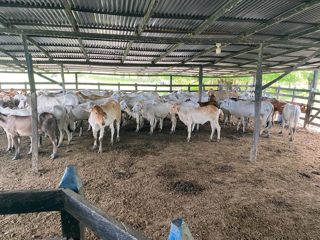 ADR_Colombia's tweet photo. En estos #DatosAgro sobre el sector bovino también hablamos de importaciones de carne, las cuales fueron 2.954Toneladas de Estados Unidos, Argentina, Chile, Paraguay y Uruguay. https://t.co/JUUPOV8aRC