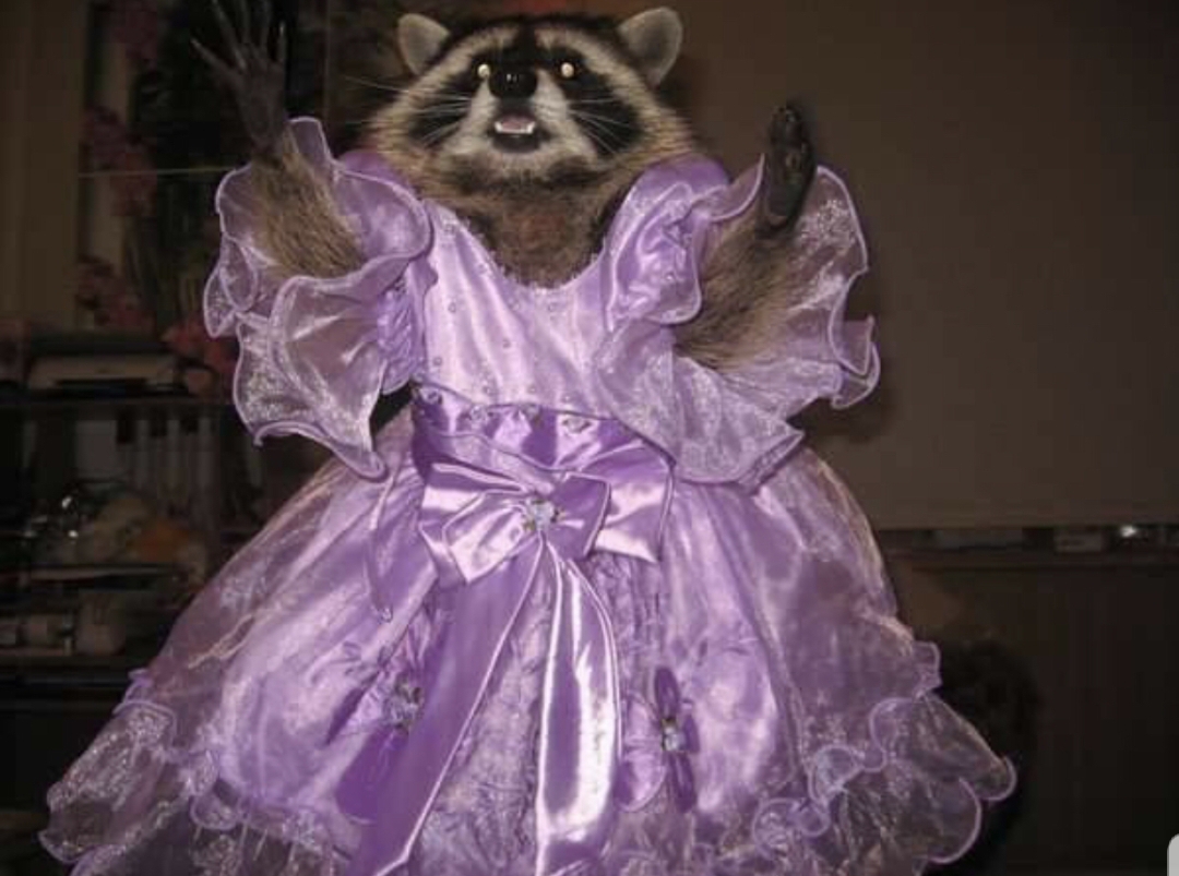 BateiaPdf's tweet photo. The amount that I like Raccoons https://t.co/uh7j14jpwe