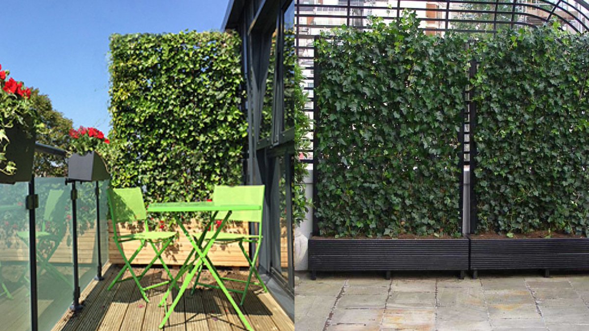 ThePeterBelton's tweet photo. Nosy neighbours?
Instant Living Green Screens offer instant privacy and can disguise ugly walls or block unsightly views with lush greenery 👍
Find out more 👇 https://t.co/NroF2oY167
#SmallSpaceGarden #BalconyDesign #PrivacyScreening
@mobilane https://t.co/mA98zXb9Ka