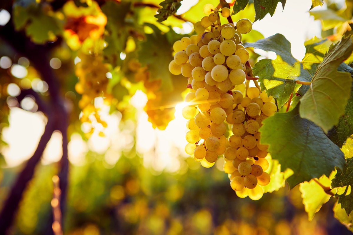 Le Plonque tweet media