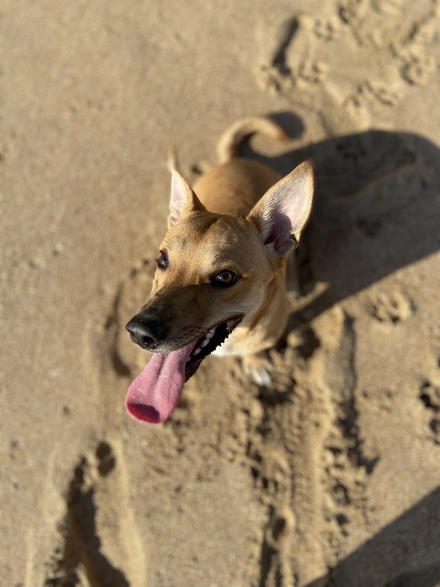 MariferRb's tweet photo. Panchito hoy por fin conoció la playa 🤍 https://t.co/p05JYIWhYM