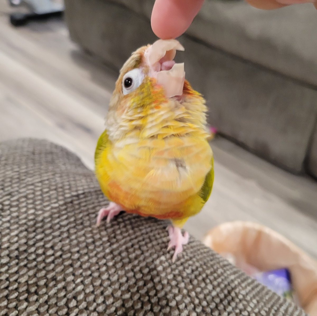 BlushWolfCrafts's tweet photo. Boop!
#boop #conuresoftwitter https://t.co/eEe96PDLHj