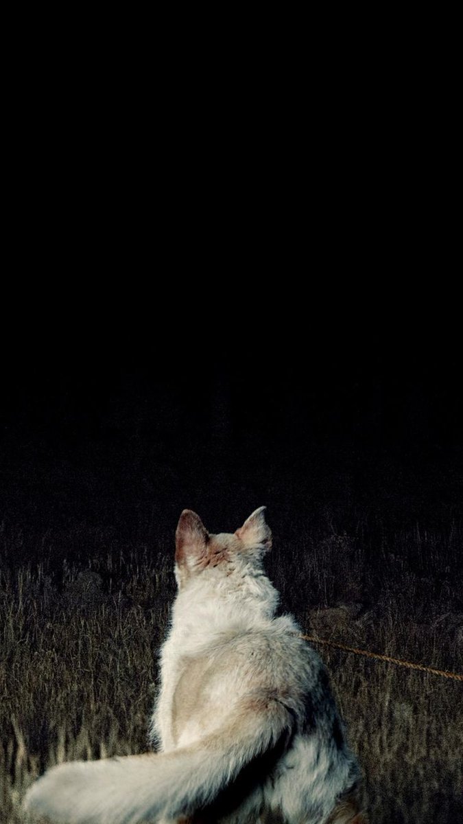 Marcito⛧ tweet media