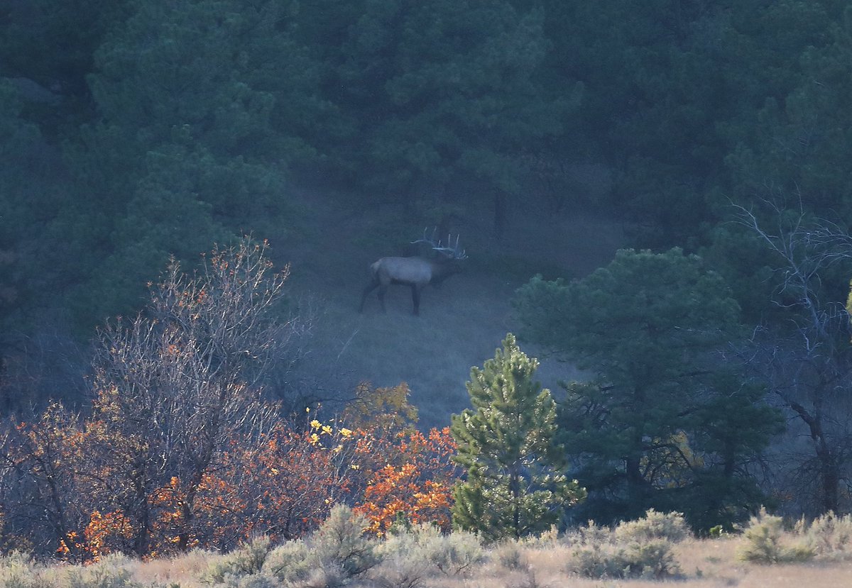 TylerJordan's tweet photo. Close call again today. Will have to get more aggressive with our approach tomorrow and make something happen hopefully. Hunting elk with a bow is still a whole new experience for me so learning as I go. #RealtreeExcape https://t.co/enPod6EAhx
