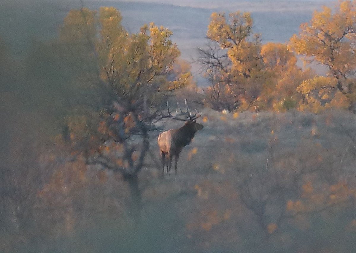 TylerJordan's tweet photo. Close call again today. Will have to get more aggressive with our approach tomorrow and make something happen hopefully. Hunting elk with a bow is still a whole new experience for me so learning as I go. #RealtreeExcape https://t.co/enPod6EAhx
