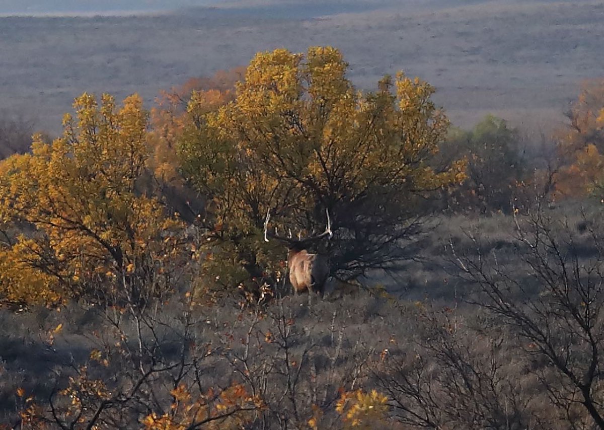 TylerJordan's tweet photo. Close call again today. Will have to get more aggressive with our approach tomorrow and make something happen hopefully. Hunting elk with a bow is still a whole new experience for me so learning as I go. #RealtreeExcape https://t.co/enPod6EAhx