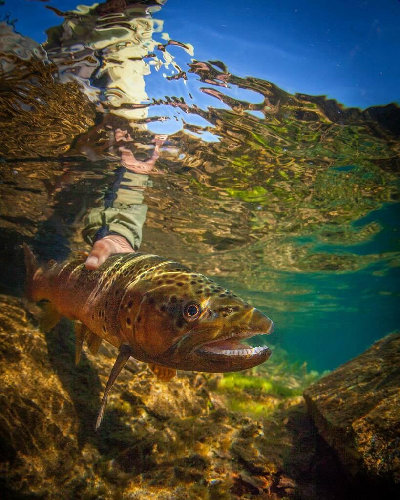 OutFlyFishing's tweet photo. What a fall we’re having! Hard to beat fall fishing. Who made it out this weekend during the gorgeous weather we had?
#KeepFishWet
.
.
.
.
.
#BrownTrout #FamiliesToFanatics #FlyShopLocal  #dayOFF #OutFlyFishing #OFFflyshop #CalgarysFlyShop https://t.co/Dtq6iEJZsn https://t.co/at6xafOc3V