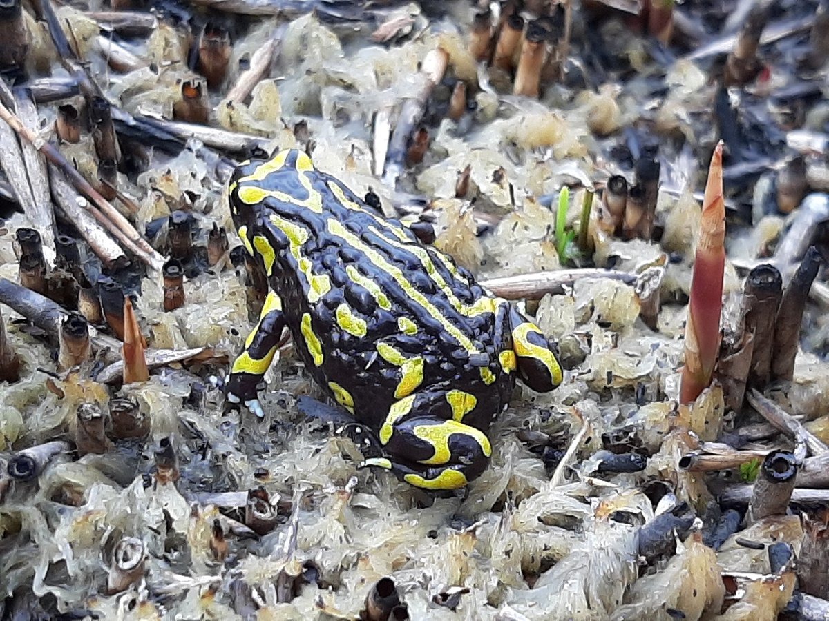 I have an opening for a PhD student commencing in 2022. I am keen to talk with prospective students interested in applied conservation, frog ecology and macroecology (esp. of declining species). Apps due the end of October. Pls email me to discuss. Some of the species I work on