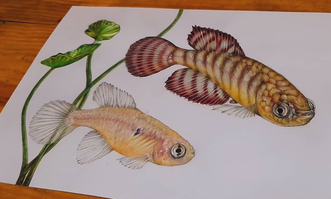 RogrioSuzart10's tweet photo. Hypsolebias delucai
Order finally done to be sent to the customer!!! ๐
By Rogรฉrio Suzart
https://t.co/fuKyvdX52A
#killifish #killifishes #killies #peixesornamentais #fish #freshwateraquarium #freshwaterfish #aquarism #betta #art #comissionart #pet #ictiologia #ictiology https://t.co/MCe7TSpgNs