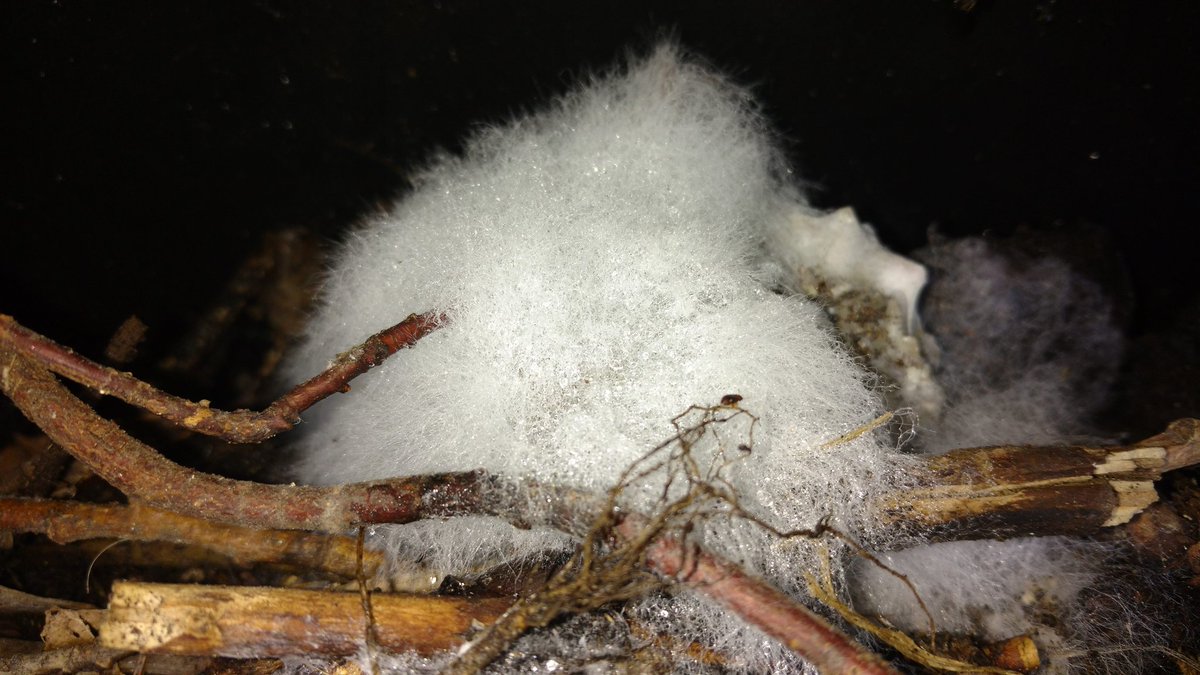TempleGrower's tweet photo. #Compost still f*cking crushing it. Look at that beauty #mycelium growing on some old rice. Probably a most epic network underneath...🍄🌱

#CompostYourOwn #GardenersGold https://t.co/SNRmVqrj5O