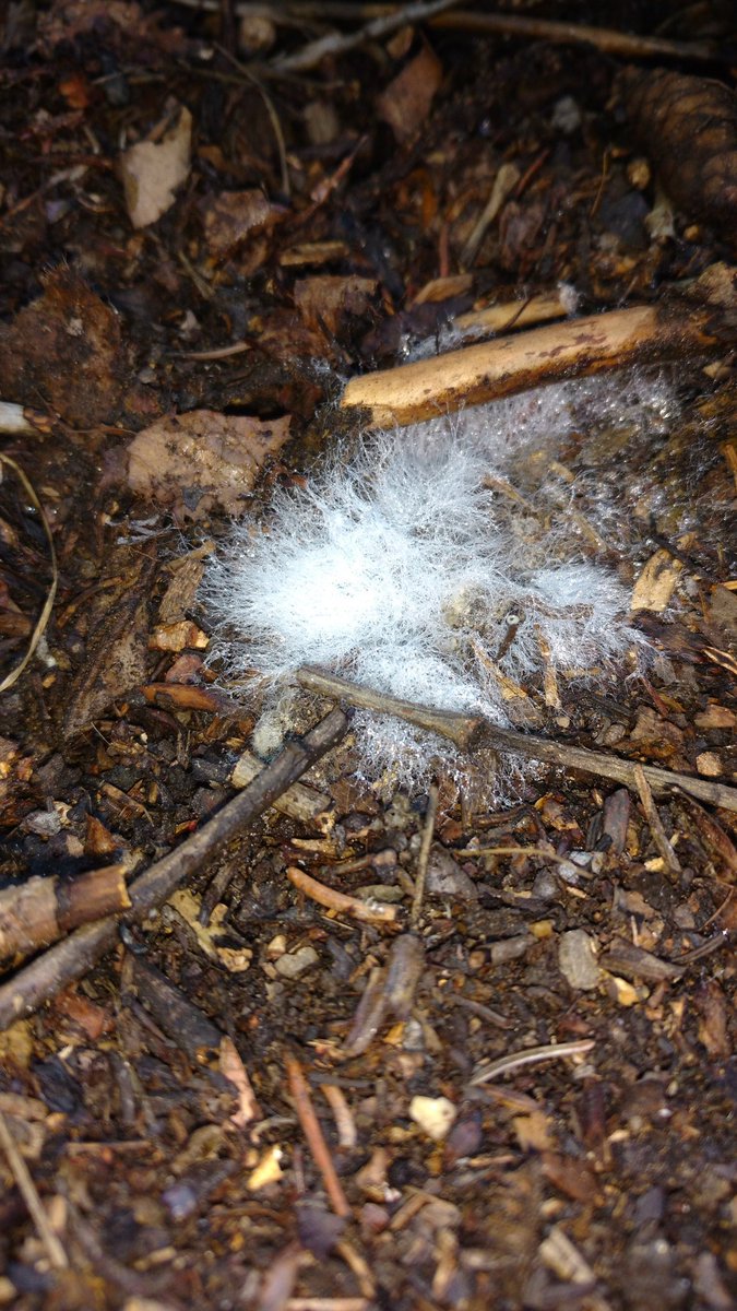 TempleGrower's tweet photo. #Compost still f*cking crushing it. Look at that beauty #mycelium growing on some old rice. Probably a most epic network underneath...🍄🌱

#CompostYourOwn #GardenersGold https://t.co/SNRmVqrj5O