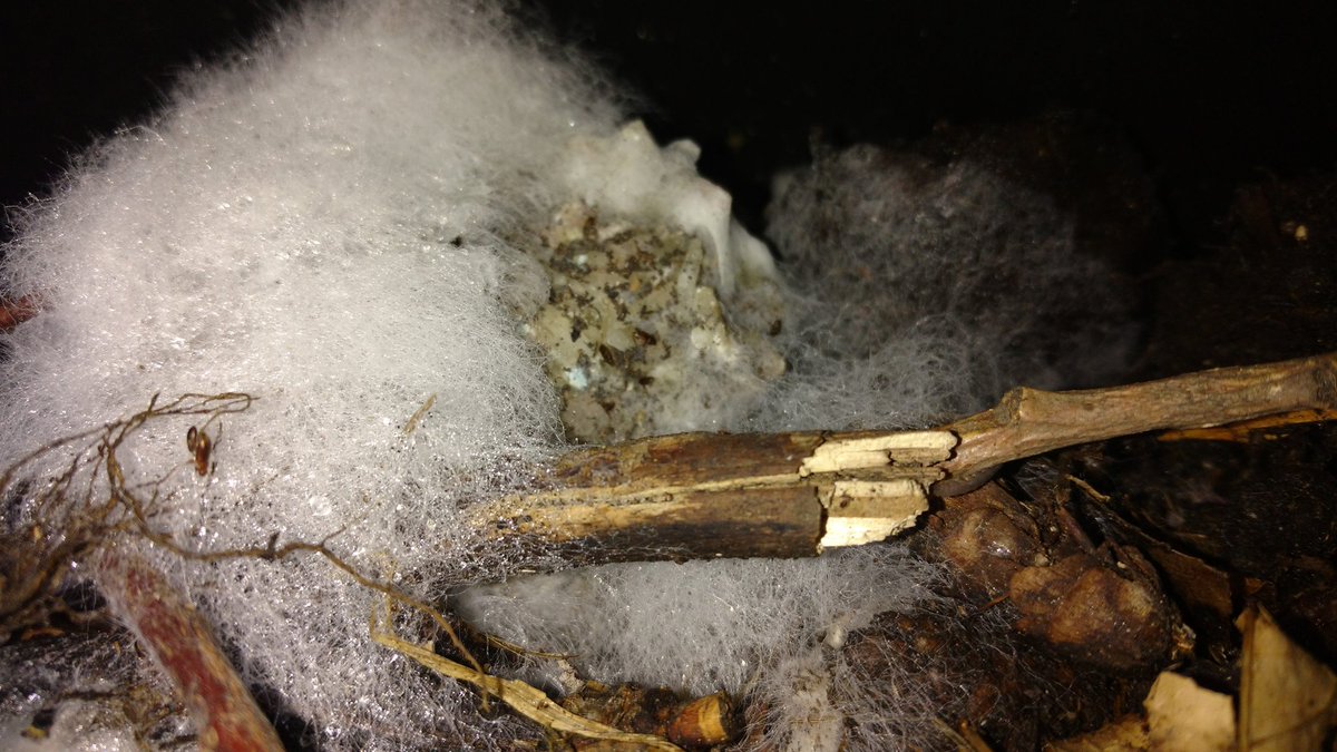 TempleGrower's tweet photo. #Compost still f*cking crushing it. Look at that beauty #mycelium growing on some old rice. Probably a most epic network underneath...🍄🌱

#CompostYourOwn #GardenersGold https://t.co/SNRmVqrj5O