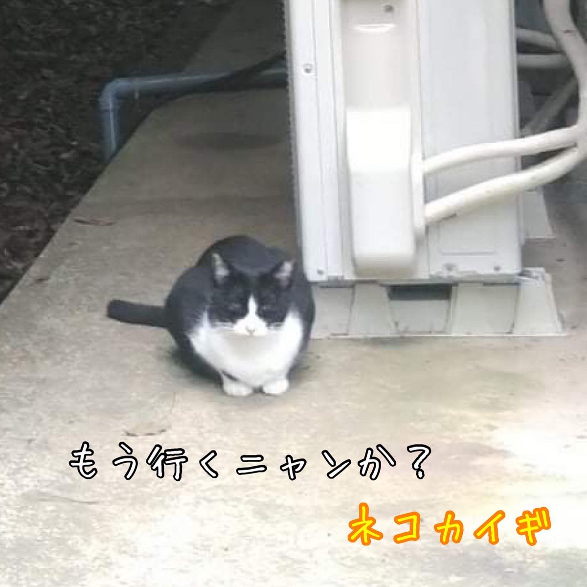 nekokaigi0411's tweet photo. 「もう行くニャンか?」
#ねこ好きさんと繋がりたい
#ネコ部 #猫 #いやしねこ
#ねこのいる暮らし
#ねこ写真
#野良猫 #地域猫
#かわいい
#cat #catlife #catlover
#communallyownedcat
#catfreak #lifewithcats
#catsmeeting
#meow #meowlife
#ネコカイギ https://t.co/nfOUPYirXd