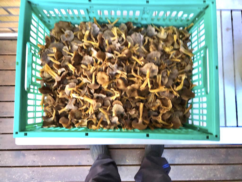 LaihoKuutamo6's tweet photo. Suppilovahveroita on puhdistettu ja kuivattu. Seuraava erä odottaa kuivaamista. https://t.co/dACAxgtUHG