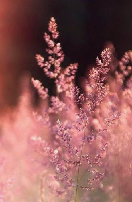 MyBloomingWords's tweet photo. And she remained soft
in this hard world,
for her heart was
a stubborn one,
but it only wanted
to love and love more.
πΈ Natalia Mentugova / Jadranka Adriana
βοΈ N. R. Hart
#MyBloomingWords #LoveStory #HardWorld #SoftHeart https://t.co/LcBrhp9Yb9