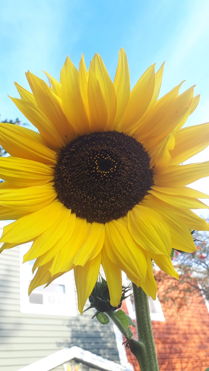 newfiejo's tweet photo. Can you see the symbol in my sunflower? As long as there is sun, my flowers will thrive. The bees are loving them. #yyt #sunflower #hiddensign #gardening #sunflowersinthesunshine #bringbackthebees #bumblebee @bmc_centre @bonniejames72 https://t.co/5bOjXXw29Y