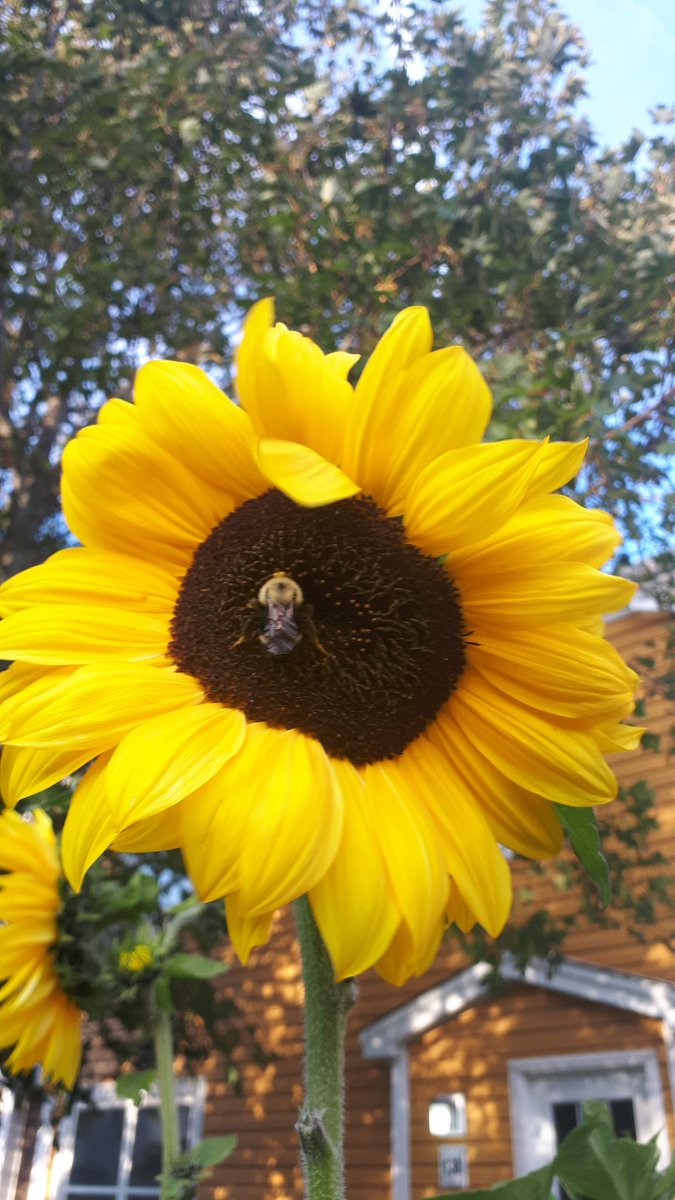 newfiejo's tweet photo. Can you see the symbol in my sunflower? As long as there is sun, my flowers will thrive. The bees are loving them. #yyt #sunflower #hiddensign #gardening #sunflowersinthesunshine #bringbackthebees #bumblebee @bmc_centre @bonniejames72 https://t.co/5bOjXXw29Y
