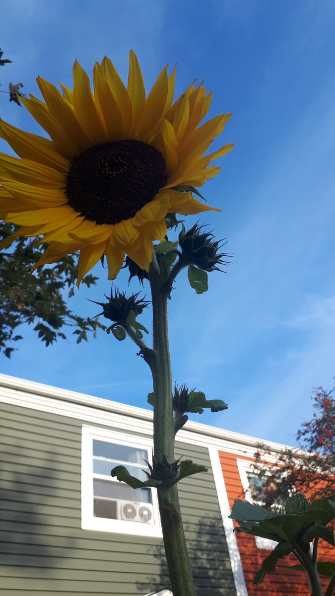 newfiejo's tweet photo. Can you see the symbol in my sunflower? As long as there is sun, my flowers will thrive. The bees are loving them. #yyt #sunflower #hiddensign #gardening #sunflowersinthesunshine #bringbackthebees #bumblebee @bmc_centre @bonniejames72 https://t.co/5bOjXXw29Y