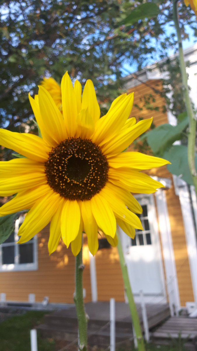 newfiejo's tweet photo. Can you see the symbol in my sunflower? As long as there is sun, my flowers will thrive. The bees are loving them. #yyt #sunflower #hiddensign #gardening #sunflowersinthesunshine #bringbackthebees #bumblebee @bmc_centre @bonniejames72 https://t.co/5bOjXXw29Y