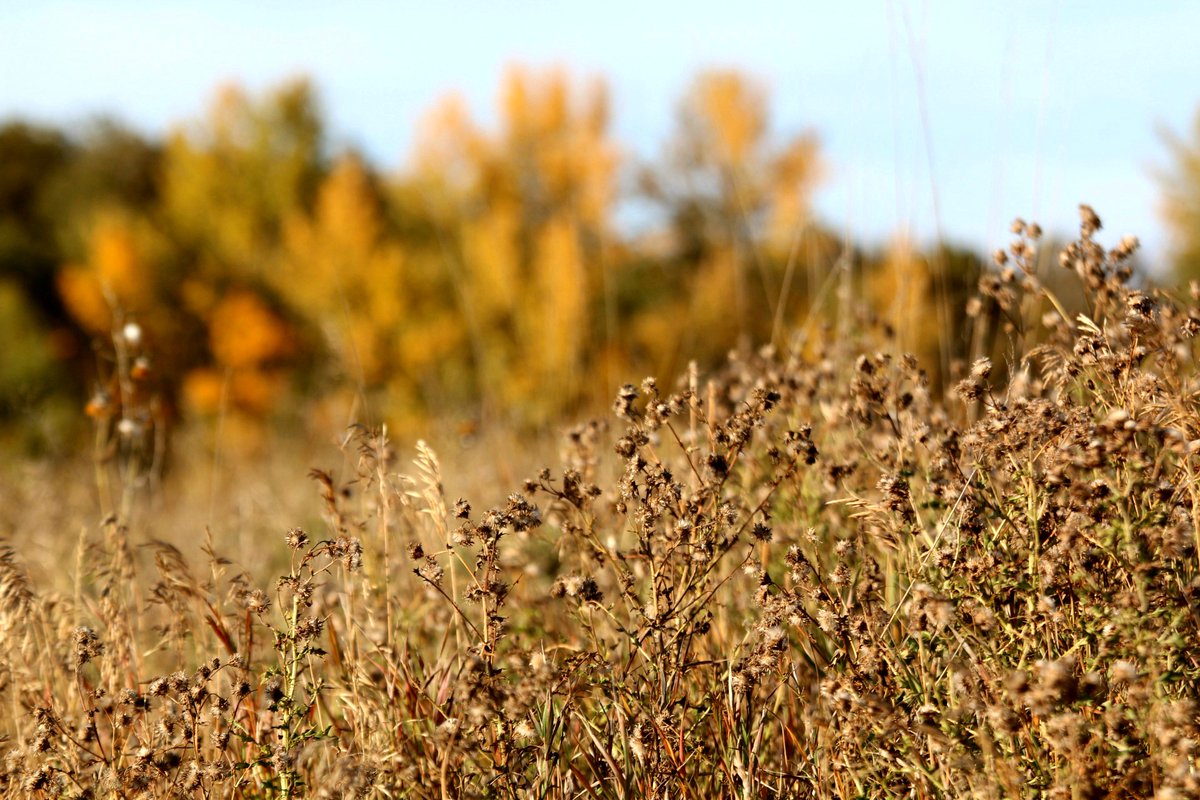 NicPMcC's tweet photo. 1 or 2?

#yyc #yycfall #yycfallphotos #yycliving #photographer #photography #fallvibes #fallcolours #nofilter https://t.co/QdPgNG6h10