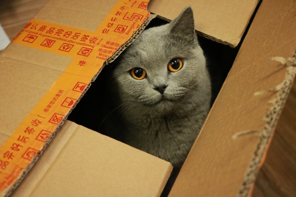 latrobe's tweet photo. Our researchers are testing our feline friends with optical illusions to better understand what they see, how they experience the world and how their brain works. https://t.co/oFdOWK2qFo | #CatBehaviour #CatSquare https://t.co/G6Rdk2eMpV