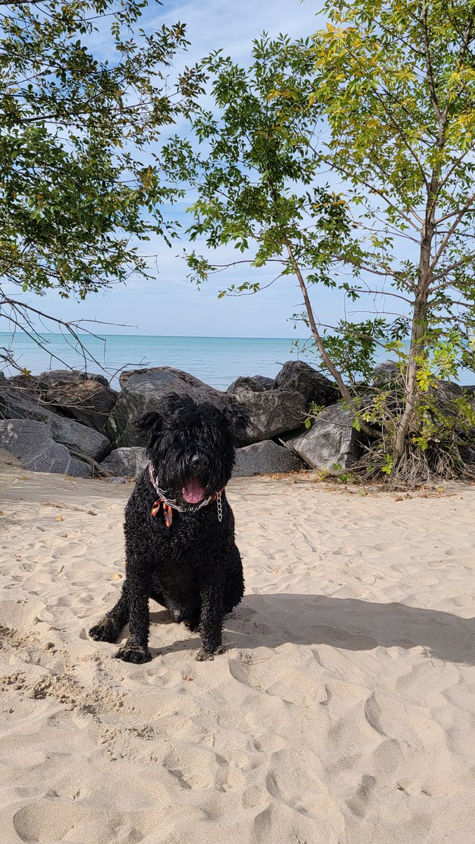 Academy911's tweet photo. @NWSChicago thanks for the beautiful #SeniorPortrait day. Felt cute. Might delete later.
Yeagor 125#
#blackrussian
#blackrussianterrier
#weatherwatch #watchweather #weatherspotter #weatheryoulikeitornot #weatheringwithyou #greatlakes #lakemichigan #chicago #illinois #usa πΊπ² https://t.co/RxvLSJmyAi