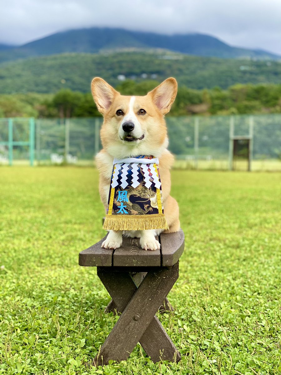 ふーちゃん Fuuta Corgi Twitter