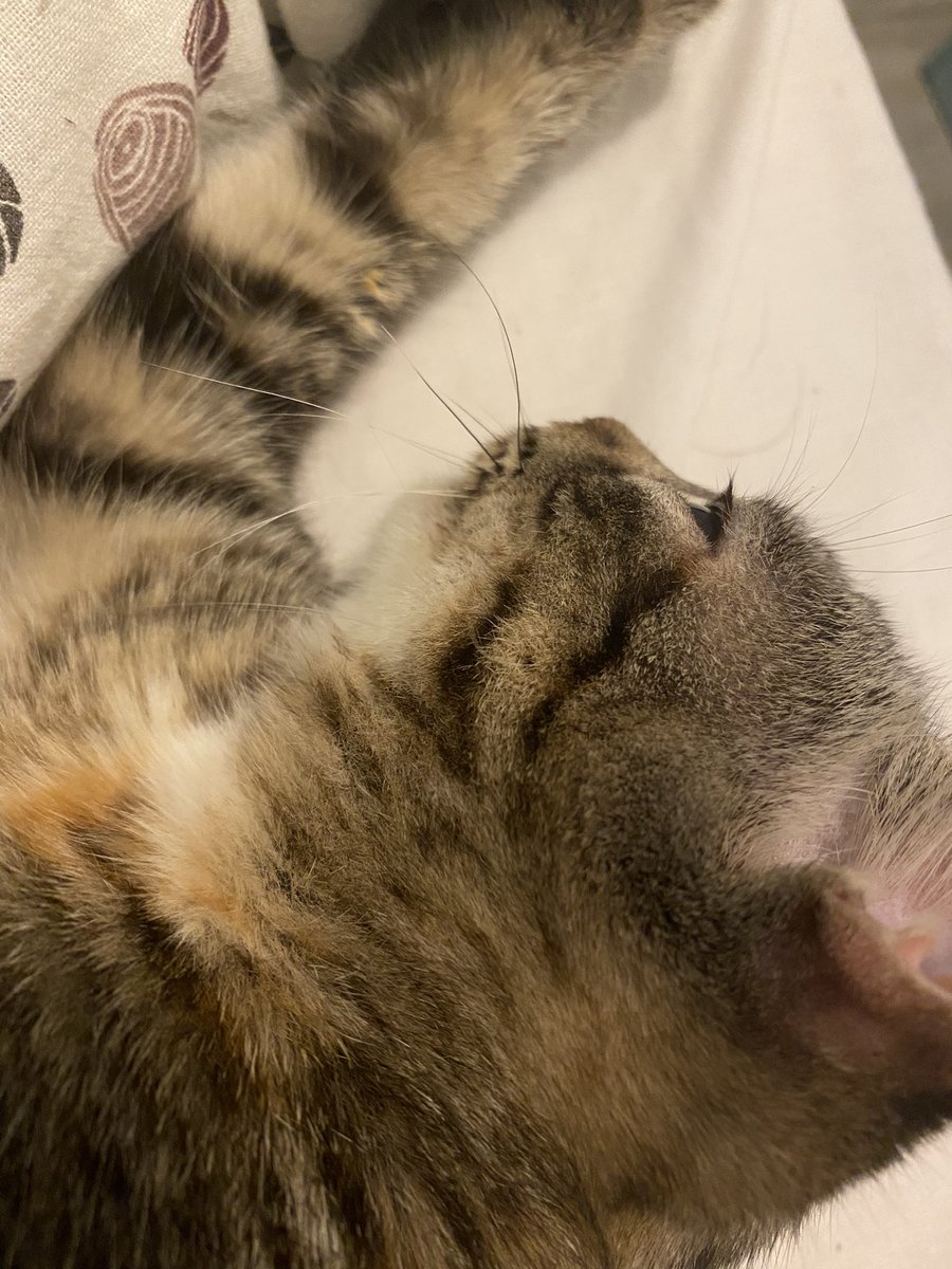 somamics_cat's tweet photo. ¿Nos ayudas con los gastos de Luna y otros gatitos de la asociación? 

➡️lista de deseos de amazon: https://t.co/tUtVQy8omc

➡️paypal: https://t.co/8nEMHJvshP

➡️teaming: https://t.co/FIfqNSmgzD

➡️número de cuenta: ES6800730100500506104788 https://t.co/pzUWyvRgBZ